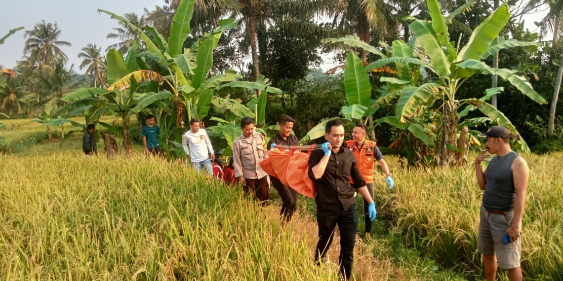 Polsek Lembursitu Sukabumi Evakuasi Jenazah Paruh Baya Yang Tergeletak di Pematang Sawah
