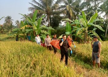 Polsek Lembursitu Sukabumi Evakuasi Jenazah Paruh Baya Yang Tergeletak di Pematang Sawah