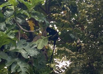 Seekor Lutung Berkeliaran di Kota Sukabumi Warga Khawatir Sempat Mau Masuk Rumah Warga