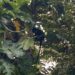 Seekor Lutung Berkeliaran di Kota Sukabumi Warga Khawatir Sempat Mau Masuk Rumah Warga