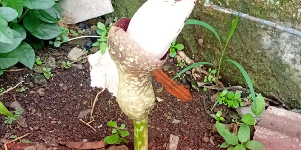 Bunga Mirip Raflesia Tumbuh Mekar di Halaman Rumah Warga. Keluarkan Aroma Tidak Sedap