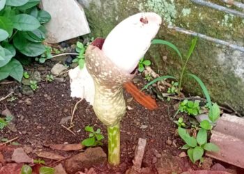 Bunga Mirip Raflesia Tumbuh Mekar di Halaman Rumah Warga. Keluarkan Aroma Tidak Sedap
