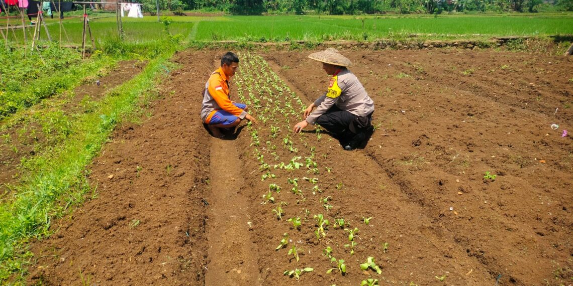 Bhabinkamtibmas Sudajayahilir Dorong Petani Cibodas manfaatkan lahan untuk  Swasembada pangan