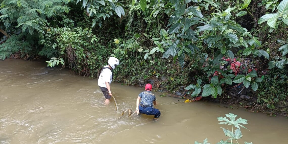 Polsek Sukaraja mengevakuasi ular piton sepanjang tiga meter