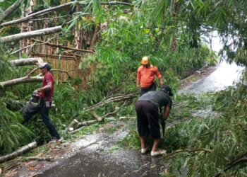 Hujan Deras dan Angin Kencang Sebabkan Pohon Tumbang Tutup Akses Jalan Warga Kebonpedes Sukabumi