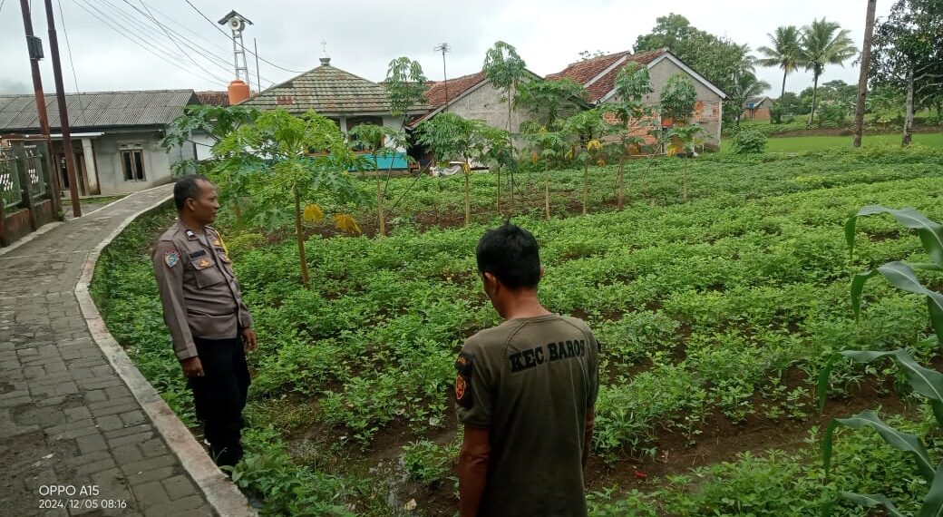 Efektifkan Sistem Tumpang Sari, Bhabinkamtibmas Polsek Baros Dorong Petani Cibodas Tingkatkan Ketahanan Pangan