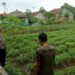 Efektifkan Sistem Tumpang Sari, Bhabinkamtibmas Polsek Baros Dorong Petani Cibodas Tingkatkan Ketahanan Pangan