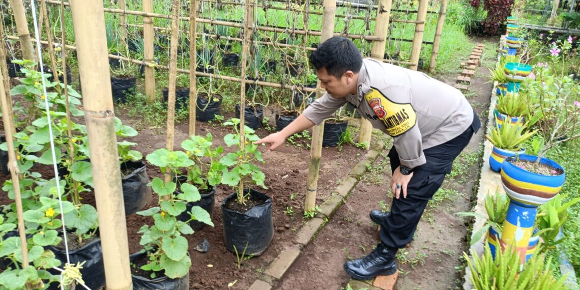 polsek sukaraja laksanakan pengecekan ketahanan pangan