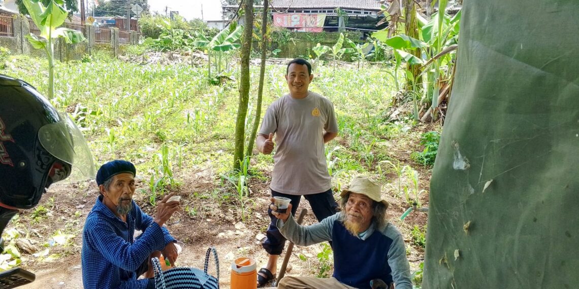 Ketahanan Pangan. Polsek Baros Sulap Lahan Non Produktif  Jadikan Tanaman Jagung