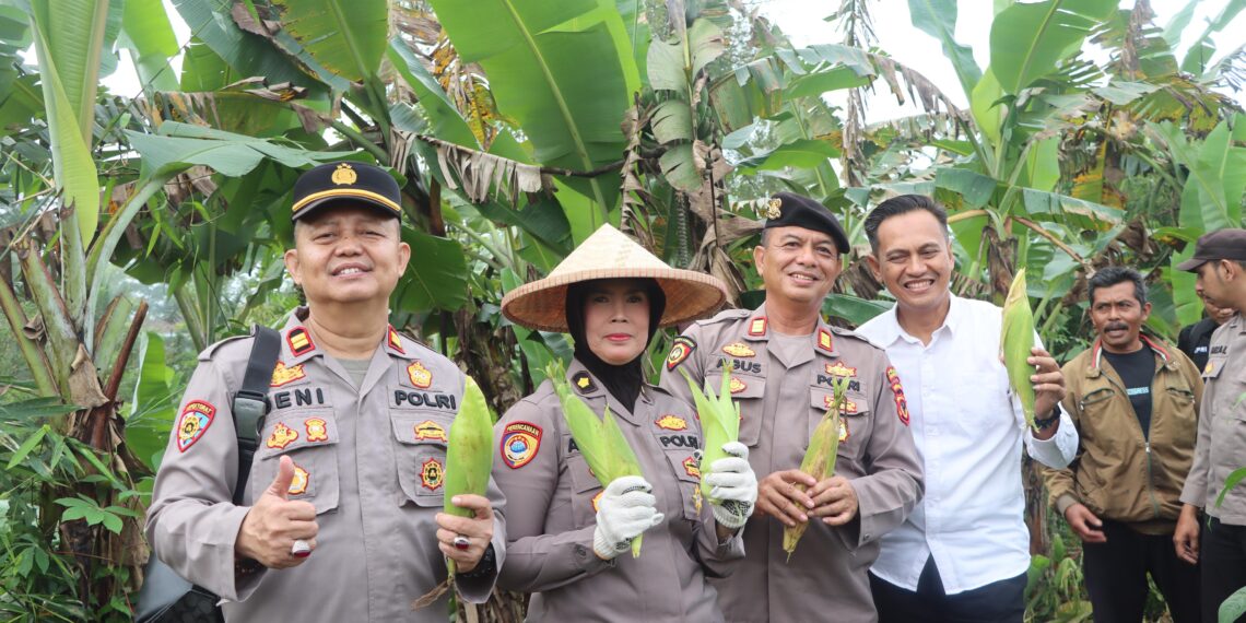 Panen Raya Quartal II Tahap II, Polres Sukabumi Kota Panen 10 Ton Jagung Manis