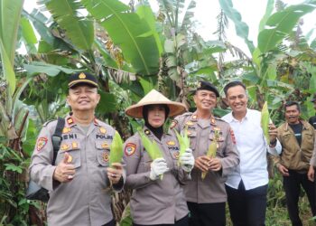 Panen Raya Quartal II Tahap II, Polres Sukabumi Kota Panen 10 Ton Jagung Manis