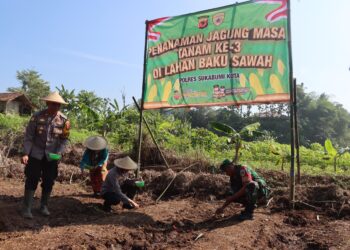 Polres Sukabumi Kota Tanam Jagung, Dukung Ketahan Pangan Nasional