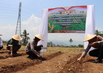 Polres Sukabumi Kota Tanam Jagung, Dukung Swasembada Pangan