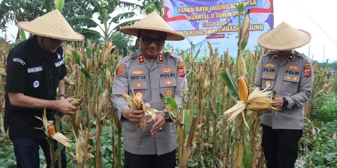 Ciptakan Swasembada Pangan, Polres Sukabumi Kota Gencarkan Penanaman Jagung