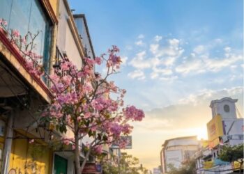 Tabebuya Sukabumi, Simbol Harapan yang Tumbuh dari Masa Sulit Pandemi Covid